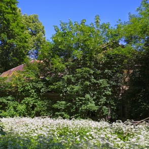 Brikšņos ieaugusi un pamesta Jāmaiķu muiža Brikšņos ieaugusi un pamesta Jāmaiķu muiža