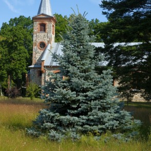 Sudrabegle Kolkas luterāņu baznīcas priekšplānā Sudrabegle Kolkas luterāņu baznīcas priekšplānā