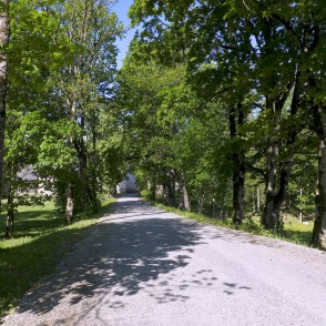 Aleja pie Striķu muižas Aleja pie Striķu muižas