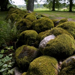 Ar sūnām apaudzis akmens žogs (Saukas baznīca) Ar sūnām apaudzis akmens žogs (Saukas baznīca)