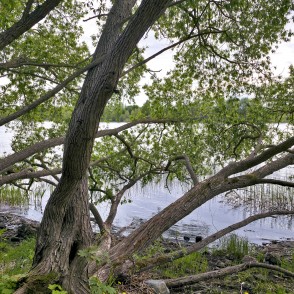 Leaning trees on the Daugava river bank in Doles sala nature park Leaning trees on the Daugava river bank in Doles sala nature park