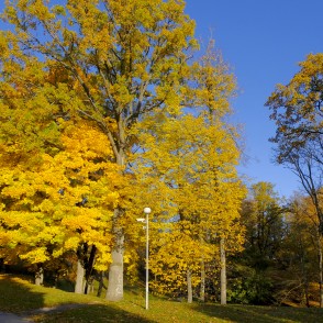 Laulības gravas ainava Madonā Laulības gravas ainava Madonā