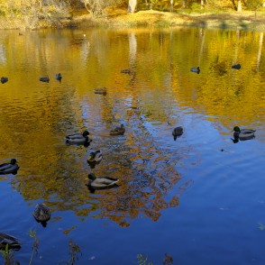 Pīlies Madonas laulības gravas dīķī Pīlies Madonas laulības gravas dīķī