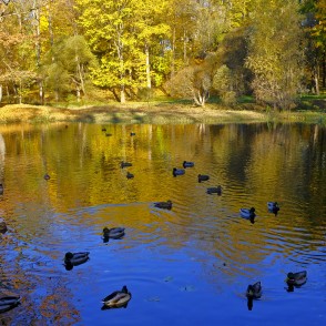 Pīlies Madonas laulības gravas dīķī Pīlies Madonas laulības gravas dīķī