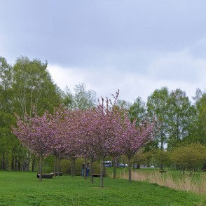Rozā sakuras Uzvaras parkā Rozā sakuras Uzvaras parkā