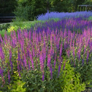 Smiltenes Vecais parks Smiltenes Vecais parks