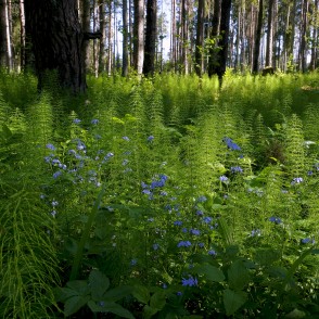 Brocēnu mežaparks Brocēnu mežaparks