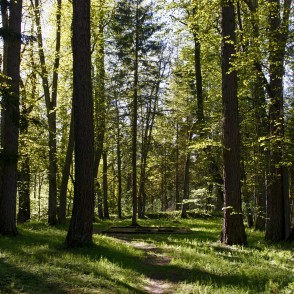 Baronu fon Bēru kapi Baronu fon Bēru kapi