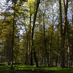 Baronu fon Bēru kapi Baronu fon Bēru kapi