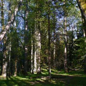 Baronu fon Bēru kapi Baronu fon Bēru kapi