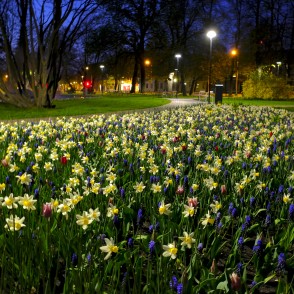 Puķu dobe Jaunpilsētas laukumā naktī Puķu dobe Jaunpilsētas laukumā naktī