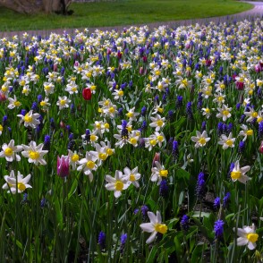 Puķu dobe Jaunpilsētas laukumā naktī Puķu dobe Jaunpilsētas laukumā naktī