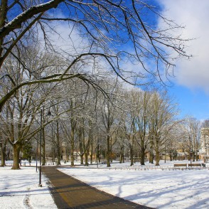 Ziedoņdārzs saulainā ziemas dienā Ziedoņdārzs saulainā ziemas dienā