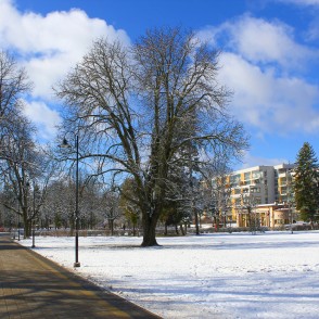 Ziedoņdārzs saulainā dienā Ziedoņdārzs saulainā dienā