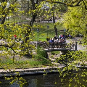 Jaunlaulāto tiltiņš kanālmalas apstādījumos pie Bastejkalna Jaunlaulāto tiltiņš kanālmalas apstādījumos pie Bastejkalna