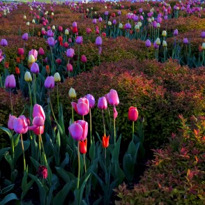 Dekoratīvie apstādījumi Ventspils Lielajā laukumā Dekoratīvie apstādījumi Ventspils Lielajā laukumā