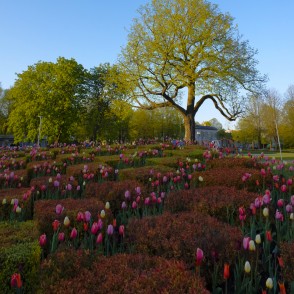 Dekoratīvie apstādījumi Ventspils Lielajā laukumā Dekoratīvie apstādījumi Ventspils Lielajā laukumā