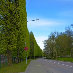 Figurālie koki Sporta ielā Ventspilī Figurālie koki Sporta ielā Ventspilī