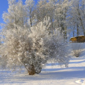 Kandavas Bruņinieku pilskalns ziemā Kandavas Bruņinieku pilskalns ziemā