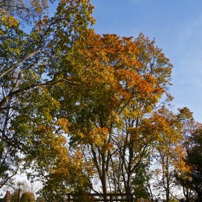 Kuldīgas Pils parks rudenī Kuldīgas Pils parks rudenī