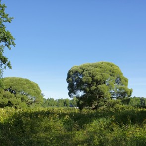 Alūksnes muižas parks Alūksnes muižas parks