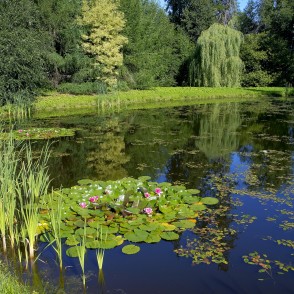 Ūdensrozes Alūksnes muižas parkā Ūdensrozes Alūksnes muižas parkā