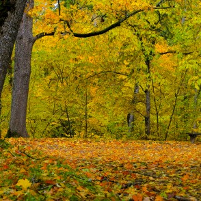 Cesvaine Palace Park in Autumn Cesvaine Palace Park in Autumn