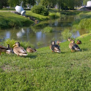 Pīles Rēzeknes promenādē Pīles Rēzeknes promenādē