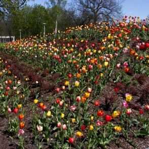 Lielais laukums Ventspilī Lielais laukums Ventspilī