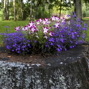 Ziedi Vīgantes parkā Ziedi Vīgantes parkā