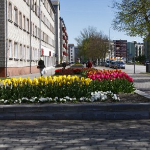 Tulpes lielajā prospektā Ventspilī Tulpes lielajā prospektā Ventspilī