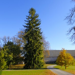 Egle Vecpiebalgas muižas parkā Egle Vecpiebalgas muižas parkā