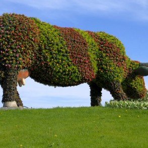 Puķu govs Ventspilī Puķu govs Ventspilī