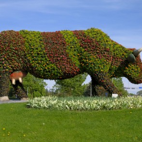 Puķu govs Ventspilī Puķu govs Ventspilī