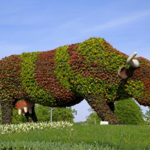 Puķu govs Ventspilī Puķu govs Ventspilī