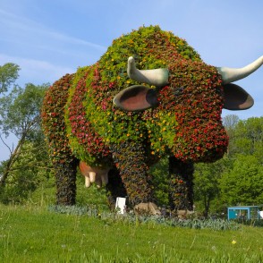 Puķu govs Ventspilī Puķu govs Ventspilī