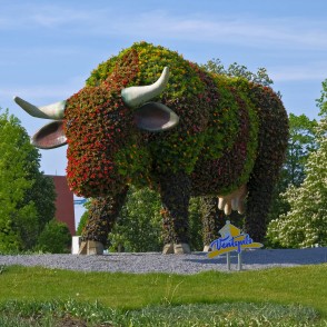 Puķu govs Ventspilī Puķu govs Ventspilī