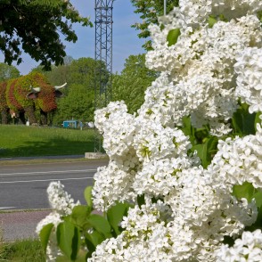 Skats uz puķu govi caur ceriņiem Skats uz puķu govi caur ceriņiem