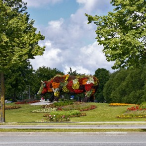 Puķu govs Sarkanmuižas pļavā Puķu govs Sarkanmuižas pļavā