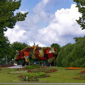 Puķu govs Sarkanmuižas pļavā Puķu govs Sarkanmuižas pļavā