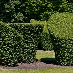 Formētie krūmi Dzirnavu laukumā Formētie krūmi Dzirnavu laukumā