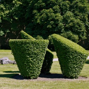 Formētie krūmi Dzirnavu laukumā Formētie krūmi Dzirnavu laukumā