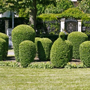 Formētie krūmi Dzirnavu laukumā Formētie krūmi Dzirnavu laukumā