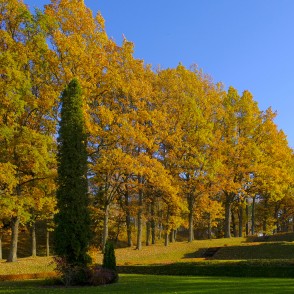 Brīvības piemineklis Raunā Brīvības piemineklis Raunā