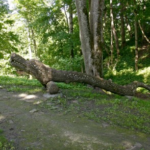 Koka skulptūras Lielvārdē Koka skulptūras Lielvārdē