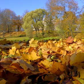 Dzeltenas kļavas lapas Alūksnes parkā Dzeltenas kļavas lapas Alūksnes parkā