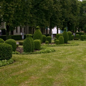 Formētie krūmi Dzirnavu laukumā Formētie krūmi Dzirnavu laukumā