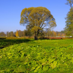 Alūksnes pils parks rudenī Alūksnes pils parks rudenī