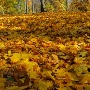 Dzeltenas kļavas lapas Alūksnes parkā Dzeltenas kļavas lapas Alūksnes parkā