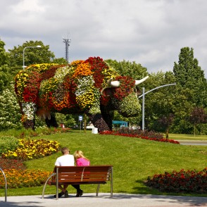 Puķu govs Sarkanmuižas pļavā Puķu govs Sarkanmuižas pļavā